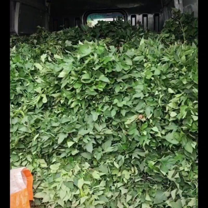 商薯十九脱毒红薯苗高剪，拔苗，现货大量供应中