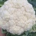精品花菜大量上市，新鲜现货，量大从优，品质保证