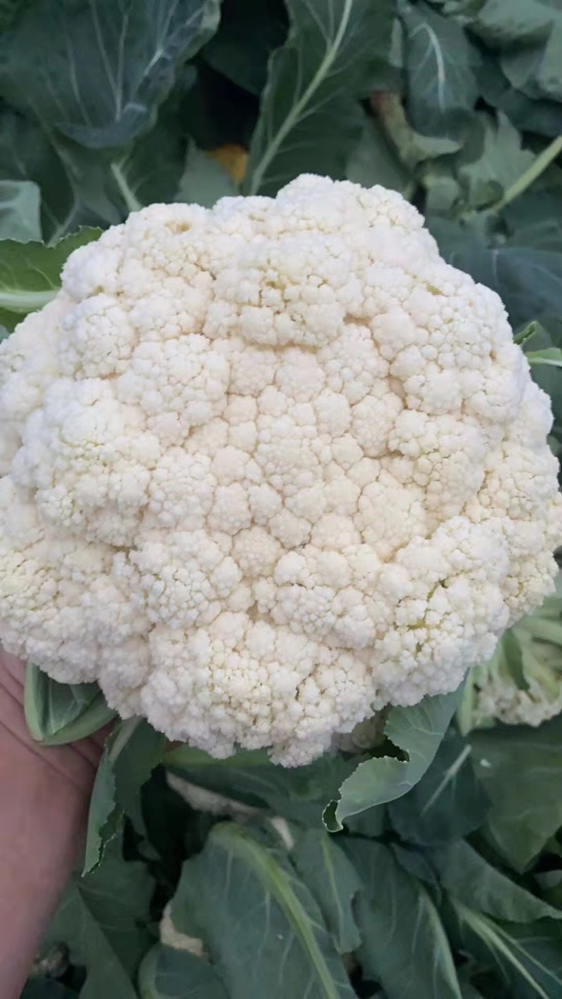 精品花菜大量上市，新鲜现货，量大从优，品质保证