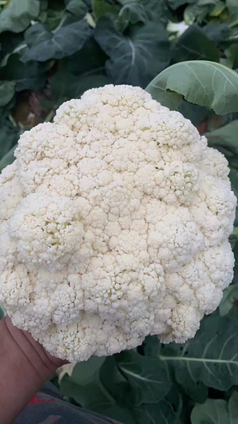 精品花菜大量上市，新鲜现货，量大从优，品质保证