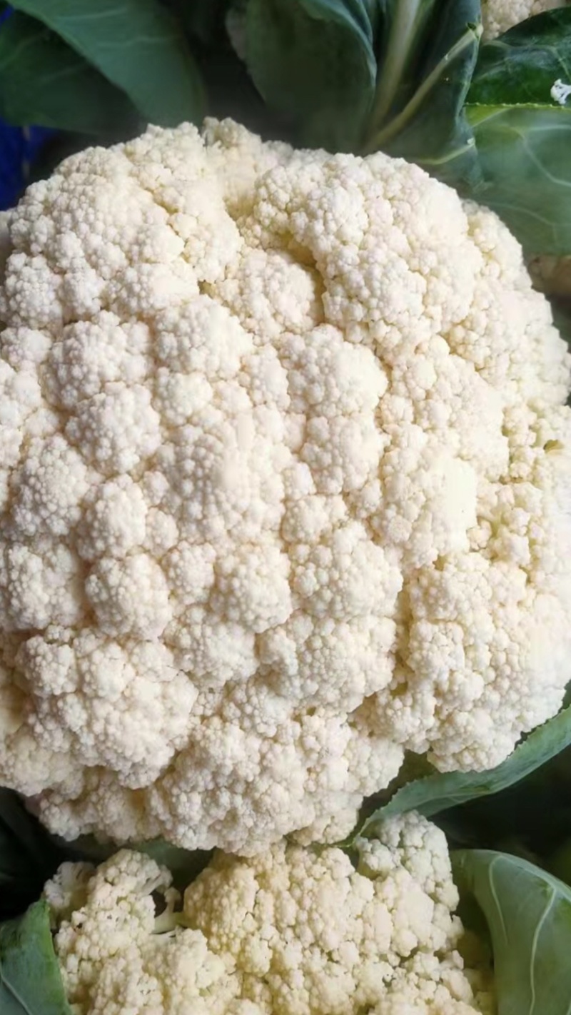 精品花菜大量上市，新鲜现货，量大从优，品质保证