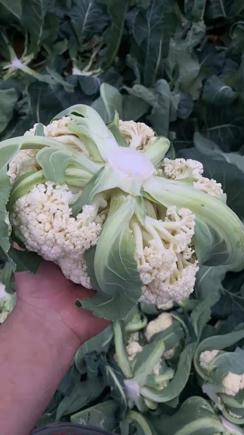 精品花菜大量上市，新鲜现货，量大从优，品质保证