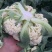 精品花菜大量上市，新鲜现货，量大从优，品质保证