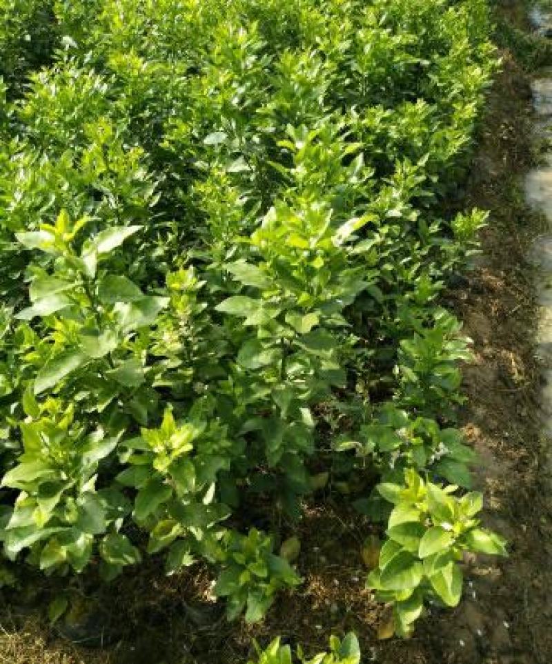 广西无籽沙糖桔南北方种植果树苗当年结果