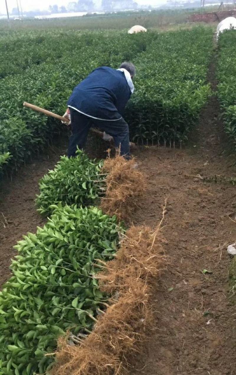 广西无籽沙糖桔南北方种植果树苗当年结果