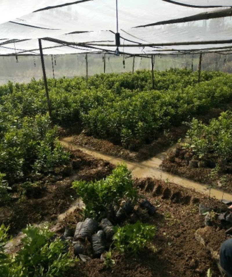 广西无籽沙糖桔南北方种植果树苗当年结果