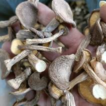 虎奶菇虎奶菌干货食用菌农产品煲汤食材500g