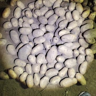 黄皮黄心希森六土豆个头大，薯型好，颜色好，需要的联系我。