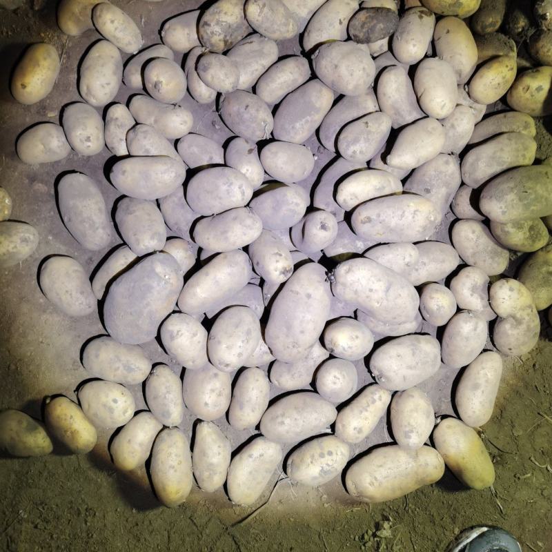 黄皮黄心希森六土豆个头大，薯型好，颜色好，需要的联系我。