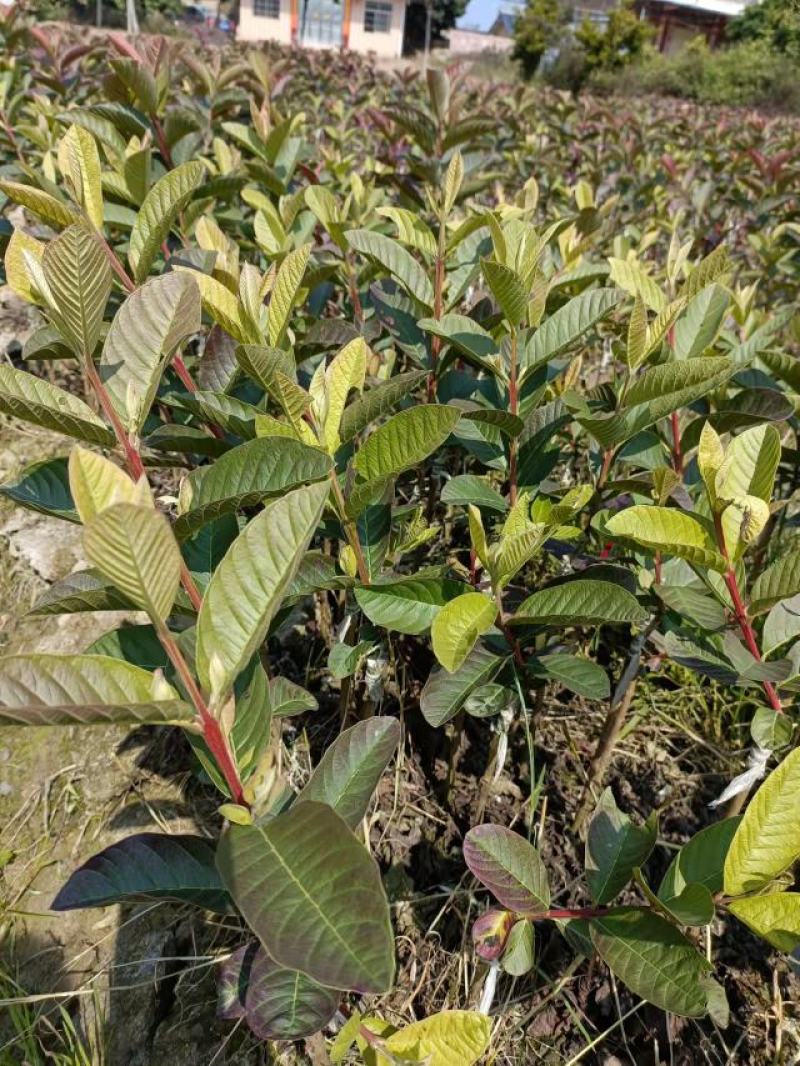 珍珠番石榴苗