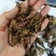 全蝎,进口货纯干货实图拍摄颜色好看欢迎选购