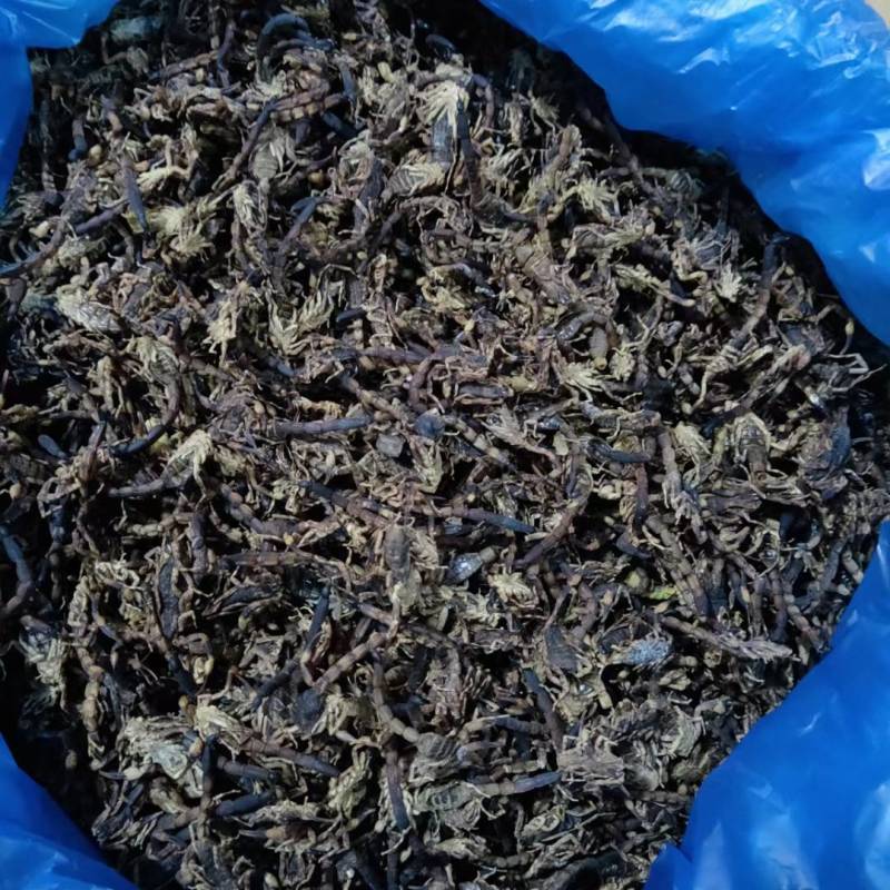 全蝎，进口货纯干货实图拍摄颜色好看欢迎选购