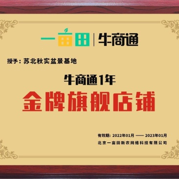 江苏瓜子黄杨老桩盆景造型树四季常青阳台庭院耐寒喜阳