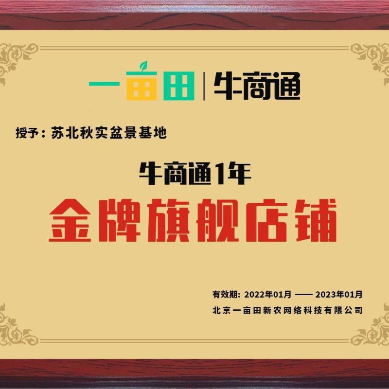 江苏瓜子黄杨老桩盆景造型树四季常青阳台庭院耐寒喜阳