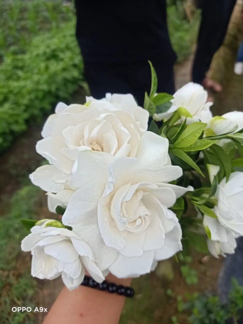 产地直供栀子花苗，花期长，花朵漂亮，欢迎老板砸单！！