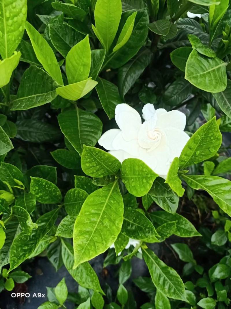 产地直供栀子花苗，花期长，花朵漂亮，欢迎老板砸单！！