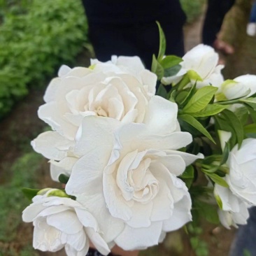 产地直供栀子花苗，花期长，花朵漂亮，欢迎老板砸单！！
