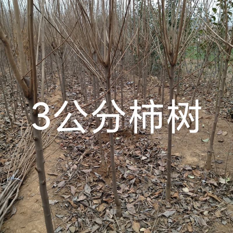 柿树，杨峰，新东阳，八月黄，火罐，品种多，规格全