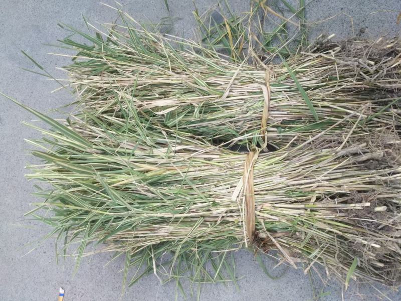 芦苇（大小，高低大量有货）
