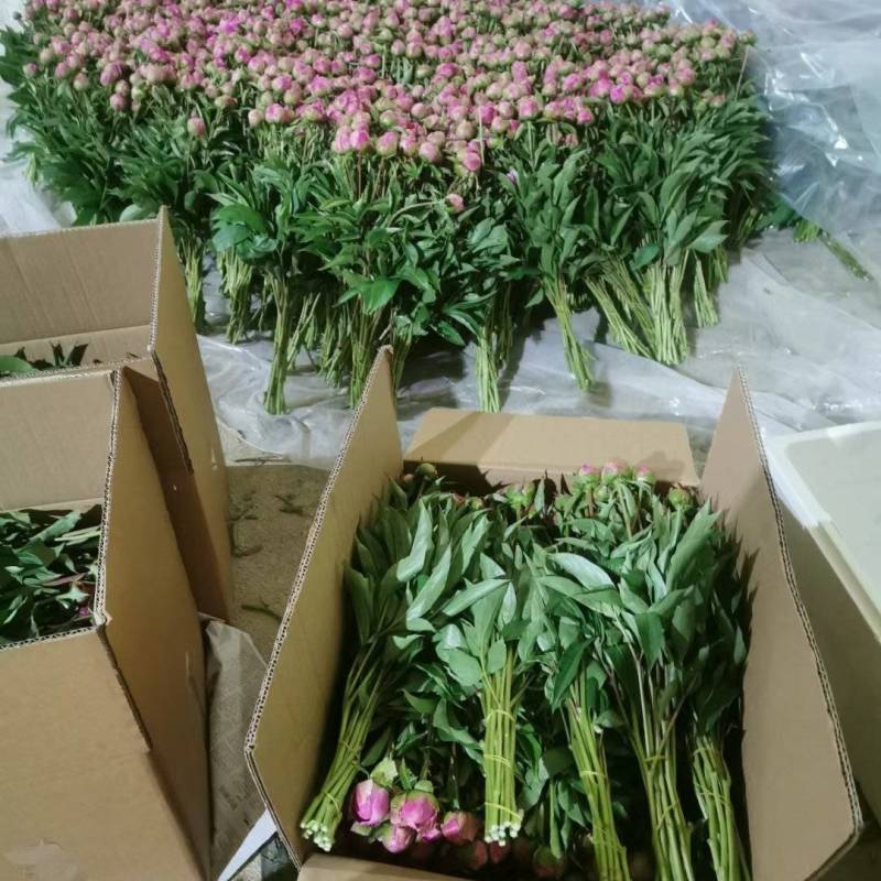 芍药鲜切花菏泽基地直销批发零售冷库预冷包损耗