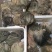 新鲜牛百叶，新鲜牛毛肚，新鲜漂亮，长期供应