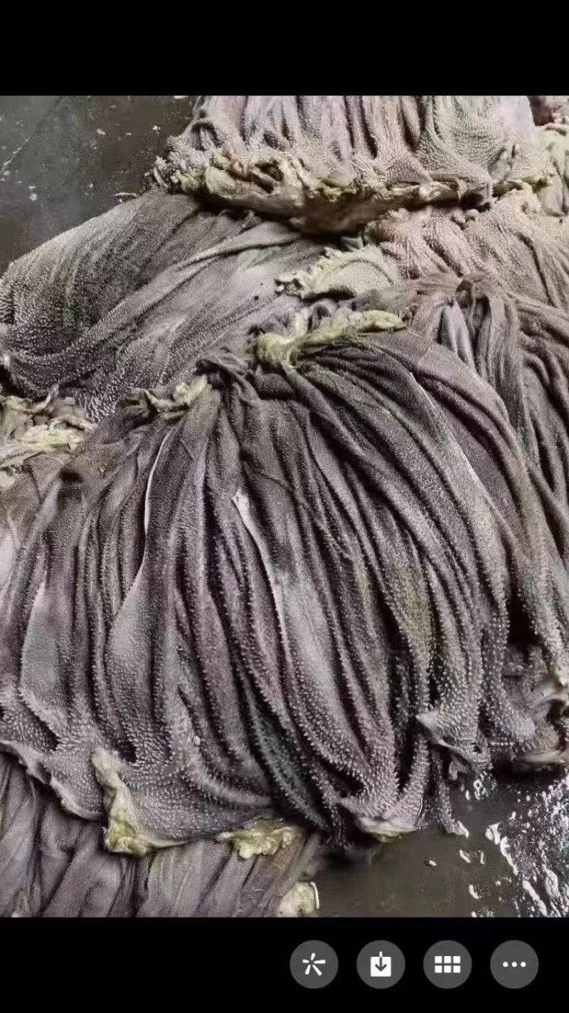 新鲜牛百叶，新鲜牛毛肚，新鲜漂亮，长期供应