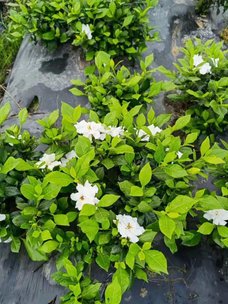 栀子花苗，大栀子花，小栀子花，四季栀子优质花苗，大量出售