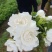 栀子花苗，大栀子花，小栀子花，四季栀子优质花苗，大量出售