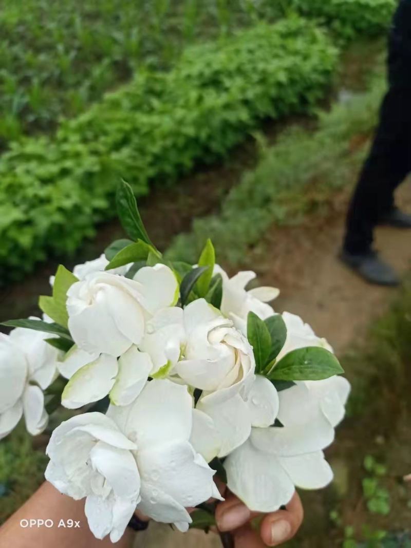 栀子花苗，大栀子花，小栀子花，四季栀子优质花苗，大量出售