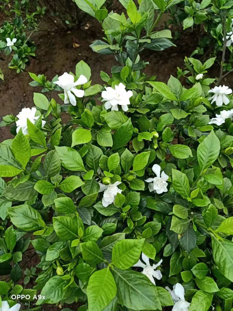 栀子花苗，大栀子花，小栀子花，四季栀子优质花苗，大量出售