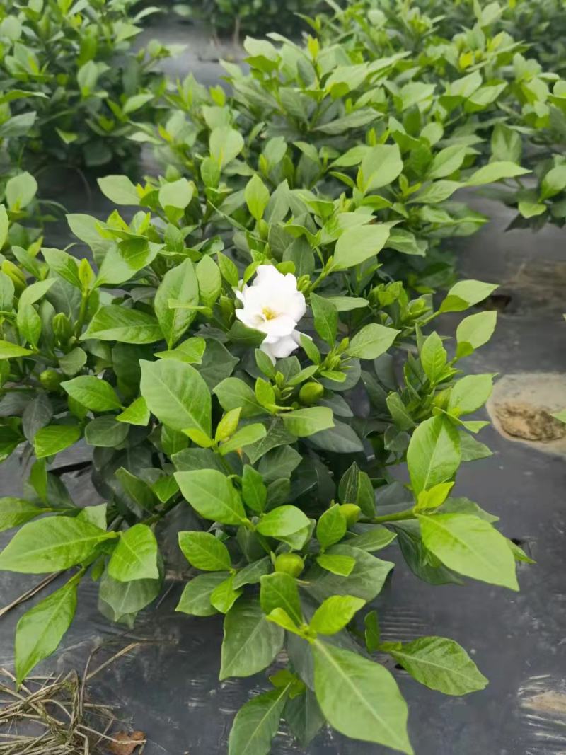 栀子花苗，大栀子花，小栀子花，四季栀子优质花苗，大量出售