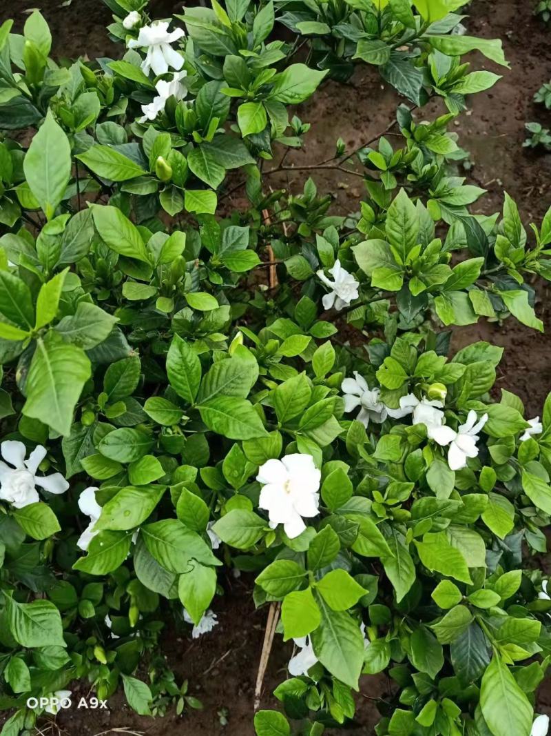 栀子花苗，大栀子花，小栀子花，四季栀子优质花苗，大量出售