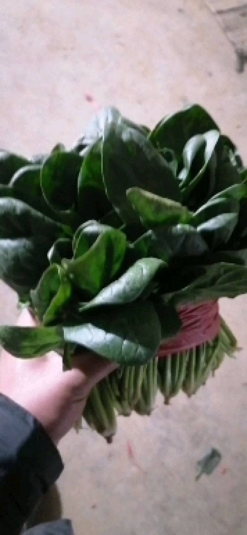 乐奇原产地大叶菠菜直供处！一线采购员