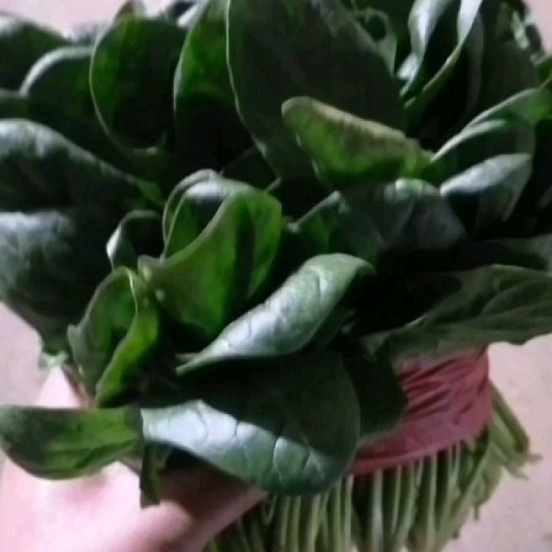 乐奇原产地大叶菠菜直供处！一线采购员