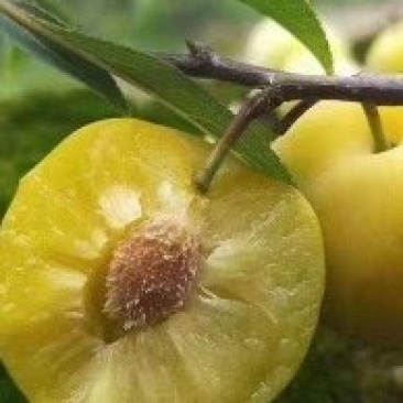 李子树苗蜂糖李子苗南北方种植果树苗批发当年结果