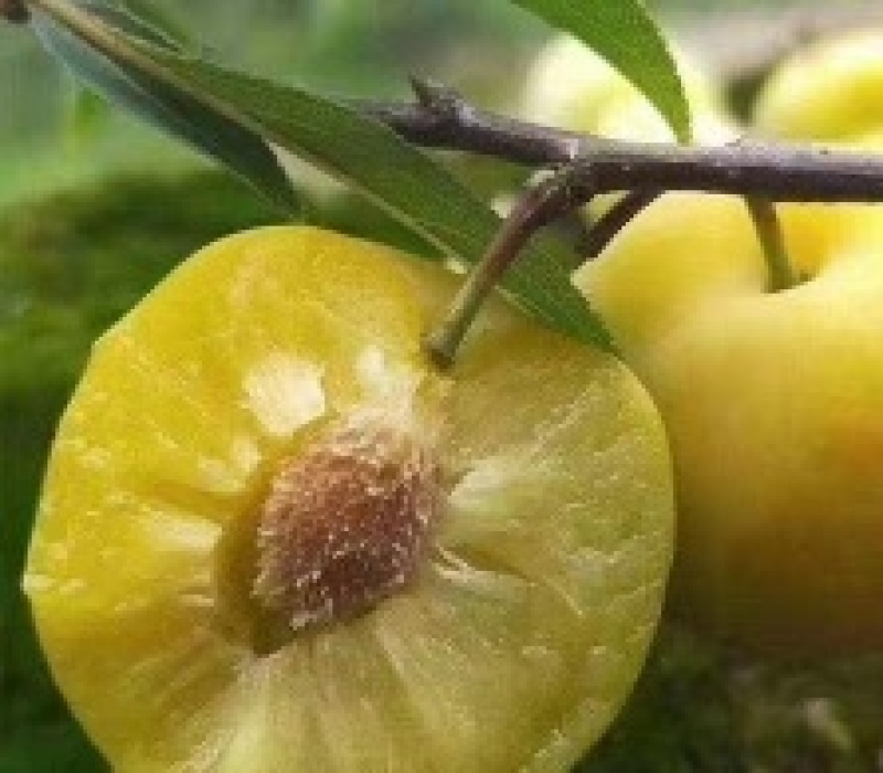 李子树苗蜂糖李子苗南北方种植果树苗批发当年结果