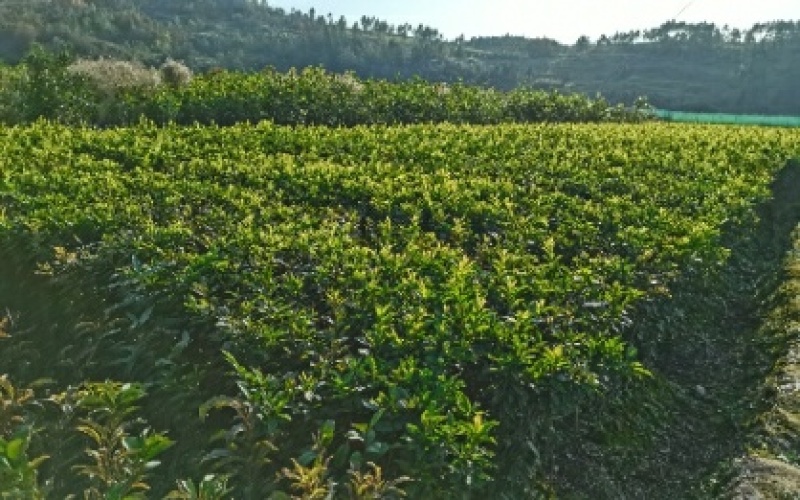 李子树苗蜂糖李子苗南北方种植果树苗批发当年结果