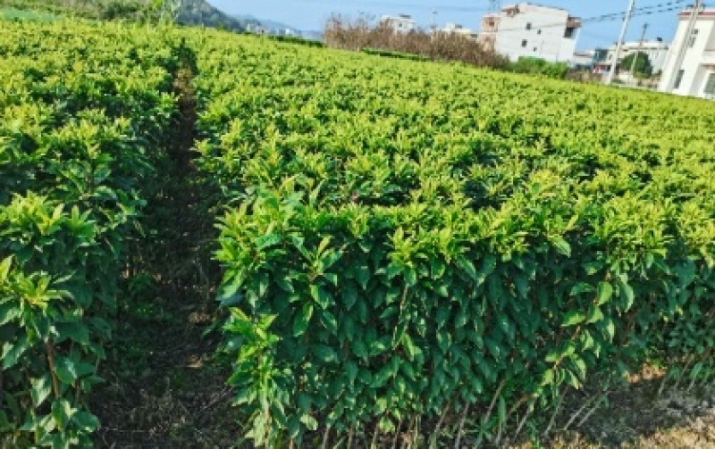 李子树苗蜂糖李子苗南北方种植果树苗批发当年结果