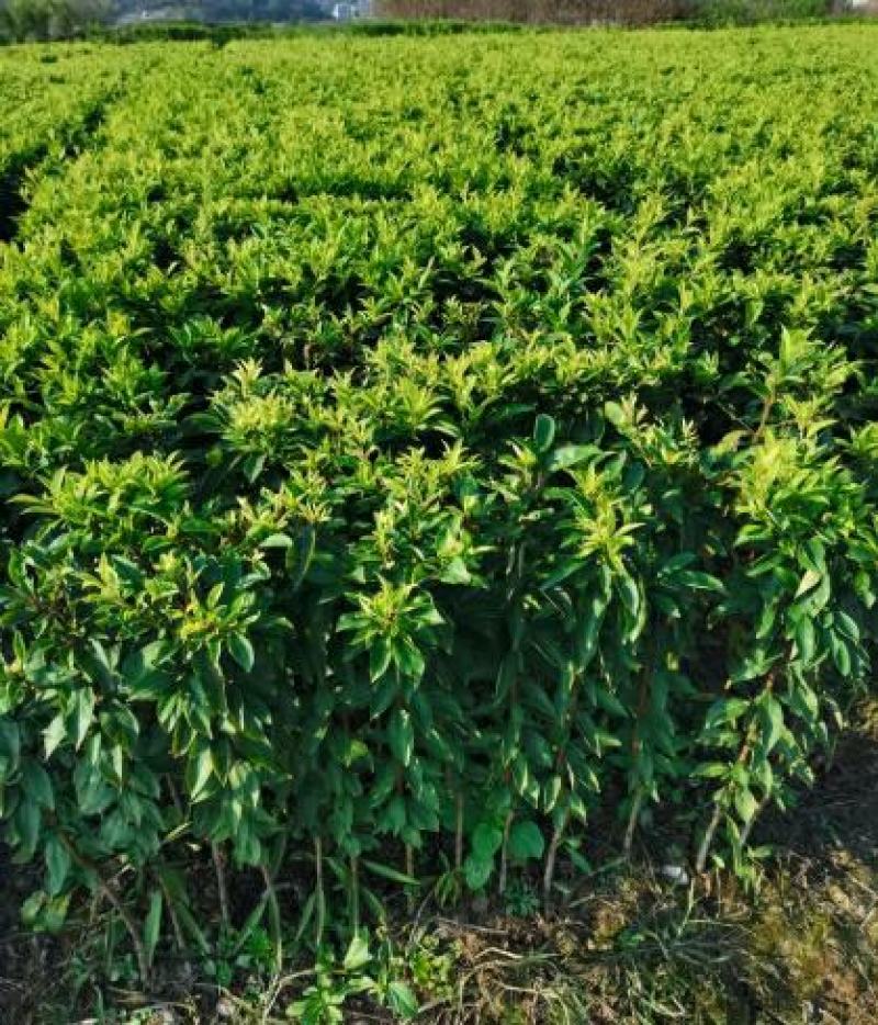 李子树苗蜂糖李子苗南北方种植果树苗批发当年结果