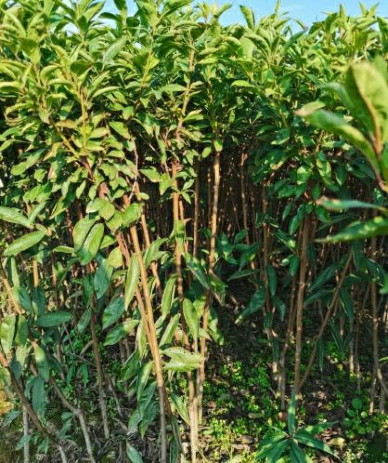 李子树苗蜂糖李子苗南北方种植果树苗批发当年结果