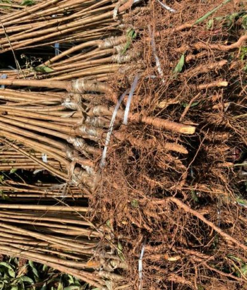 李子树苗蜂糖李子苗南北方种植果树苗批发当年结果