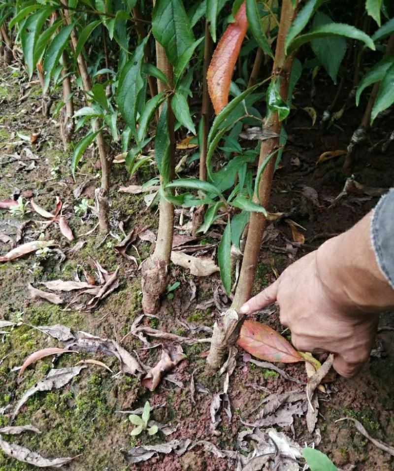 李子树苗蜂糖李子苗南北方种植果树苗批发当年结果