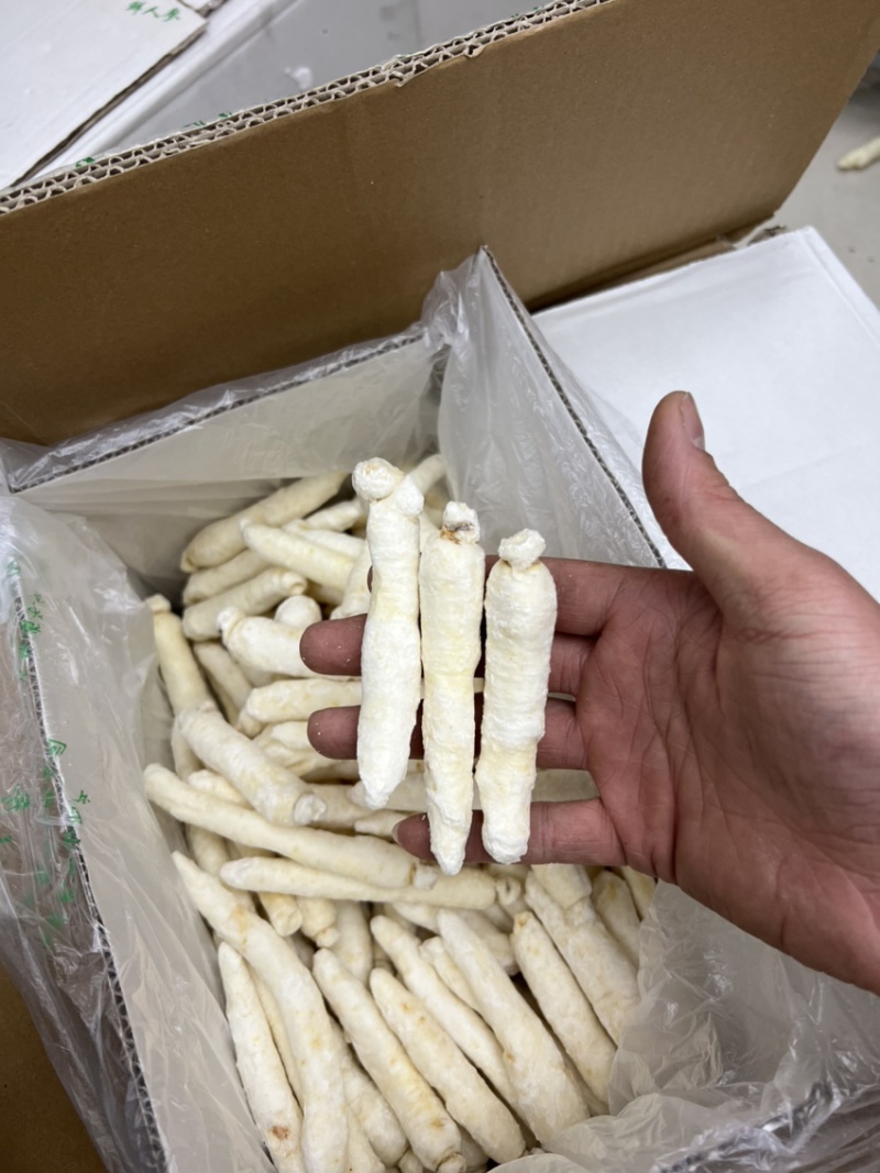 白糖参