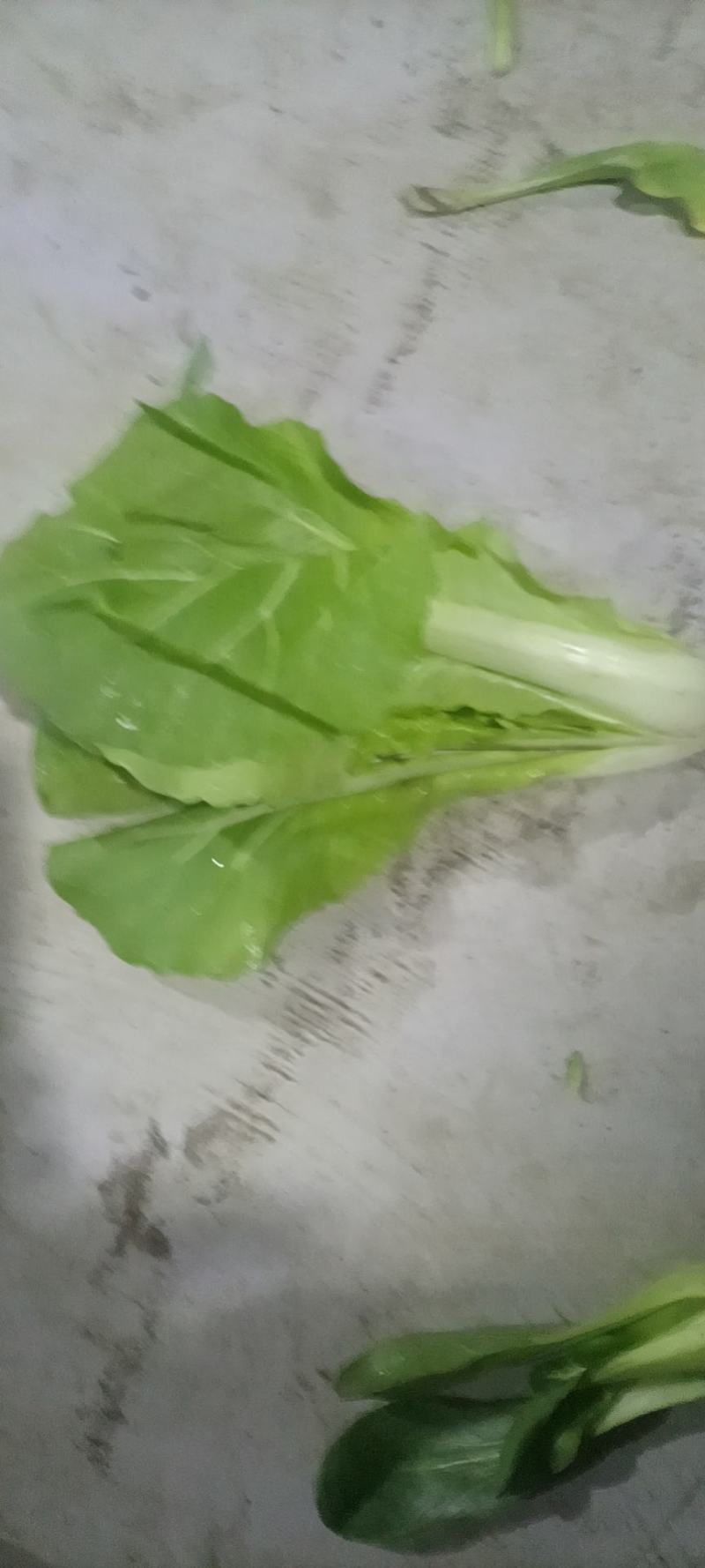 安徽太和县产地，精品快菜，上海青产地直供，量大优惠