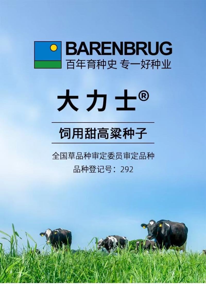 大力士饲用甜高粱牛羊鹅鱼高产牧草青贮种子饲用甜高粱种子