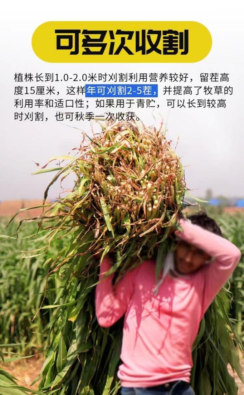 大力士饲用甜高粱牛羊鹅鱼高产牧草青贮种子饲用甜高粱种子