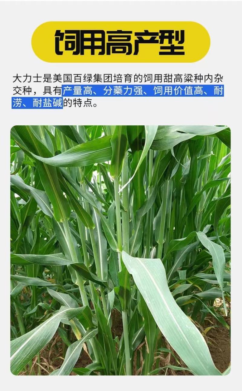 大力士饲用甜高粱牛羊鹅鱼高产牧草青贮种子饲用甜高粱种子