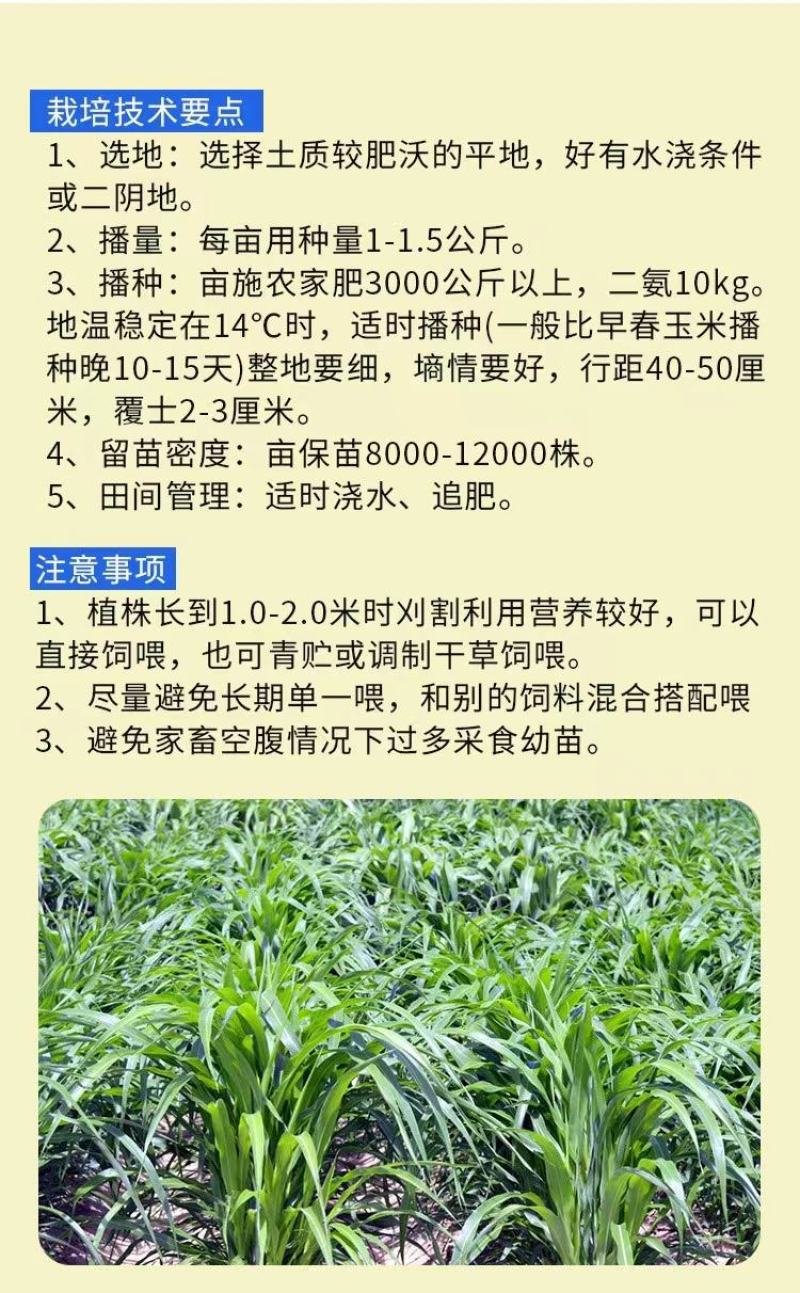 大力士饲用甜高粱牛羊鹅鱼高产牧草青贮种子饲用甜高粱种子