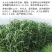 大力士饲用甜高粱牛羊鹅鱼高产牧草青贮种子饲用甜高粱种子