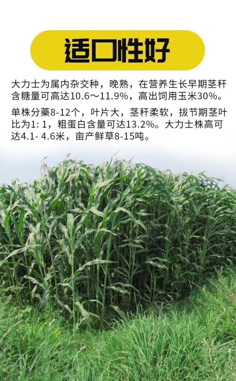 大力士饲用甜高粱牛羊鹅鱼高产牧草青贮种子饲用甜高粱种子
